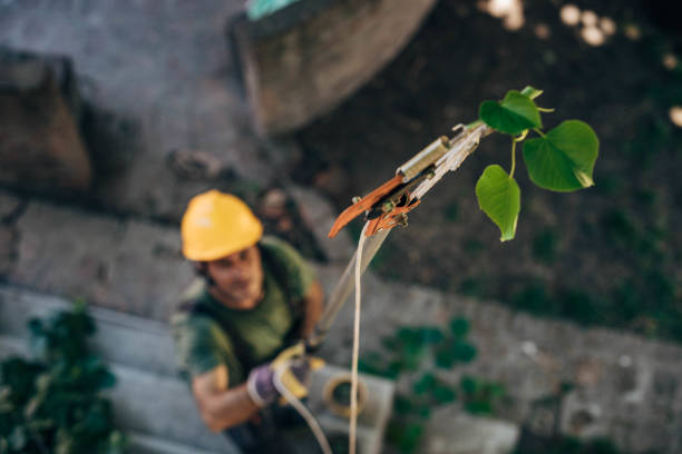 The Steps Involved in Our Tree Care Process in Fort Deposit, AL